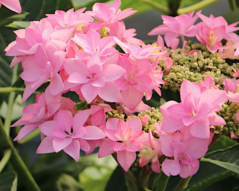 Hydrangea macrophylla 'you and me Romance  vaso 19