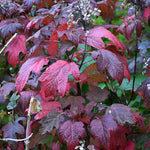 Hydrangea quercifolia Alice vaso 19