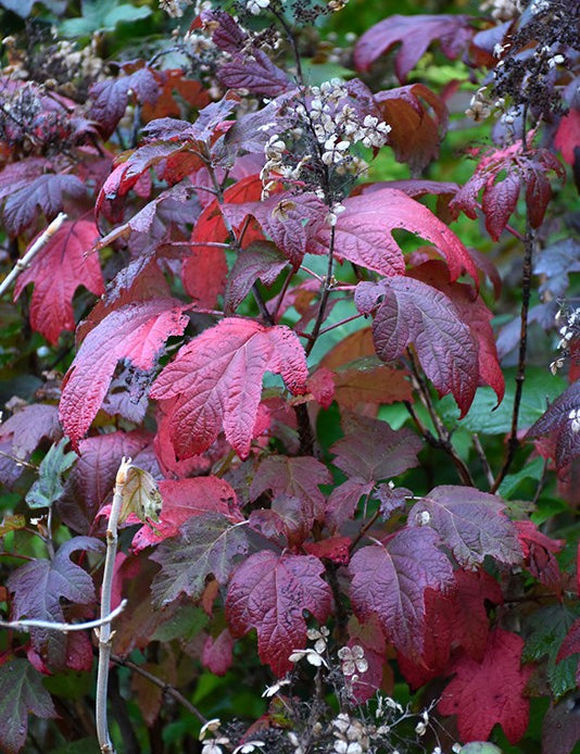 Hydrangea quercifolia Alice vaso 19