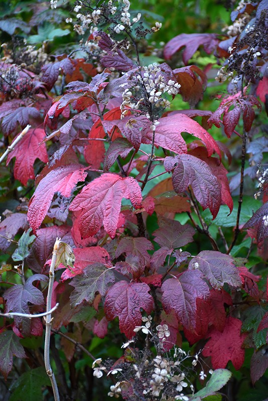 Hydrangea quercifolia Alice vaso 19
