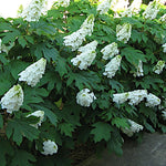 Hydrangea quercifolia Alice vaso 19