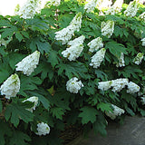 Hydrangea quercifolia Alice vaso 19