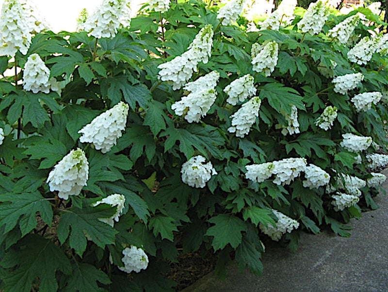 Hydrangea quercifolia Alice vaso 19