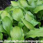 Hosta Chinese sunrise