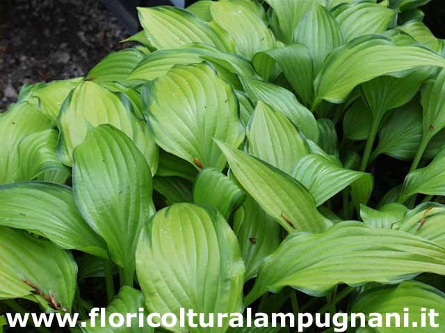 Hosta Chinese sunrise
