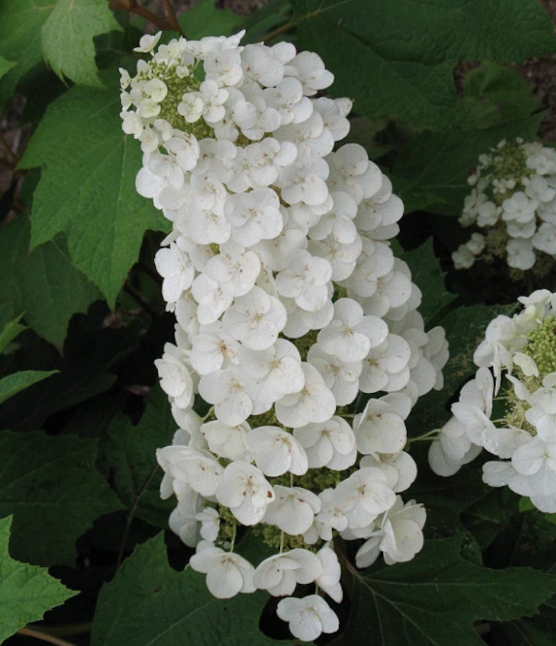 Hydrangea quercifolia Alice vaso 19