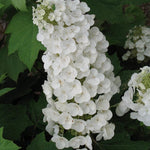 Hydrangea quercifolia Alice vaso 19