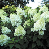 HYDRANGEA PANICULATA Silver  Dollar vaso 18
