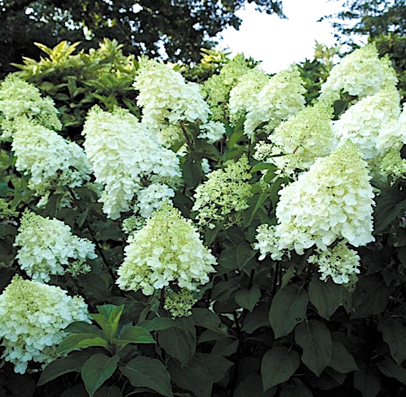 HYDRANGEA PANICULATA Silver  Dollar vaso 18