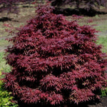 ACER PALMATUM. BRANDTS DWARF  v.9