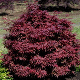 ACER PALMATUM. BRANDTS DWARF  v.9