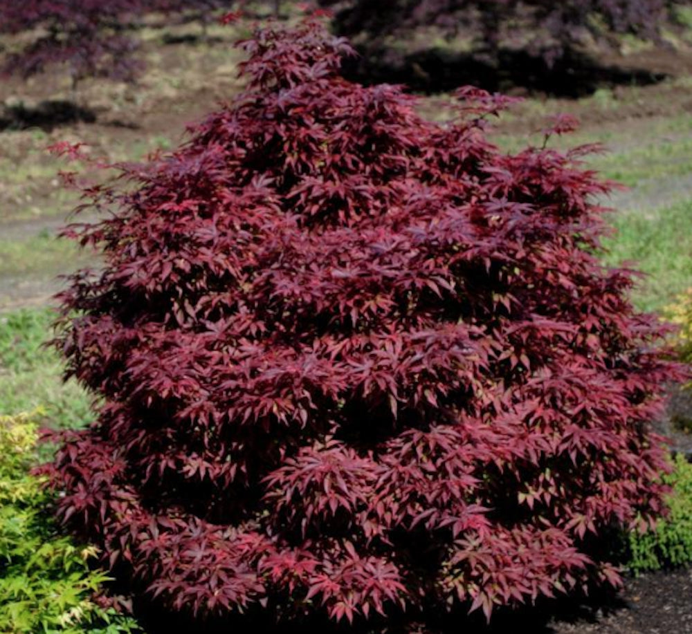 ACER PALMATUM. BRANDTS DWARF  v.9