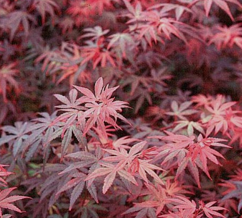 ACER PALMATUM. BRANDTS DWARF  v.9