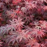 ACER PALMATUM. BRANDTS DWARF  v.9