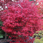 ACER PALMATUM. BRANDTS DWARF  v.9