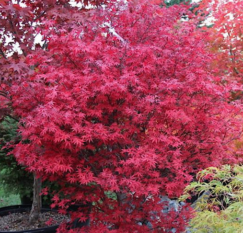 ACER PALMATUM. BRANDTS DWARF  v.9
