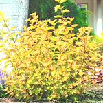 Physocarpus opu Tyny wine gold (R) vaso 18