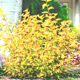 Physocarpus opu Tyny wine gold (R) vaso 18