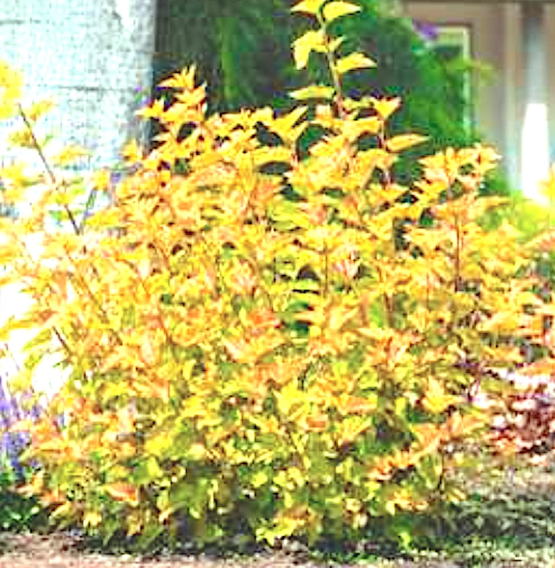 Physocarpus opu Tyny wine gold (R) vaso 18