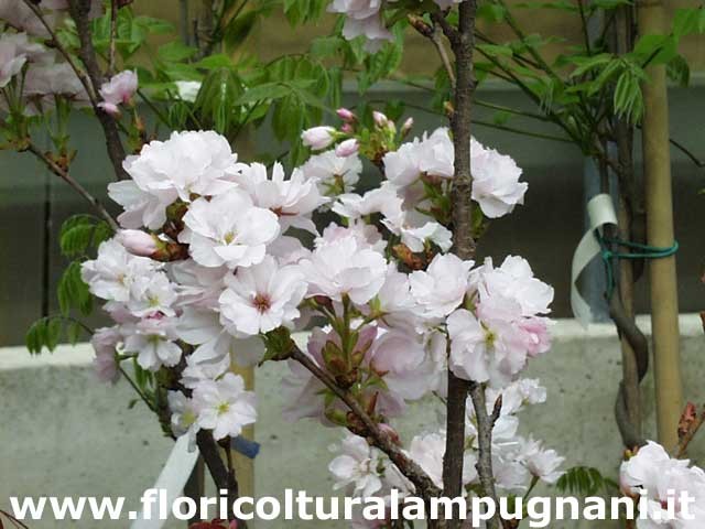 Prunus Amanogawa vaso 9