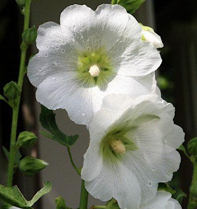 Alcea rosea Chater's White v.9