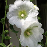 Alcea rosea Chater's White v.9