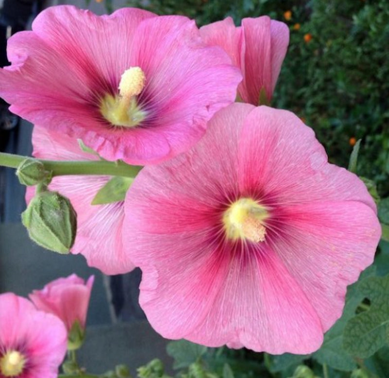 Alcea rosea 'Radiant Rose' v.9