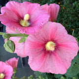 Alcea rosea 'Radiant Rose' v.9