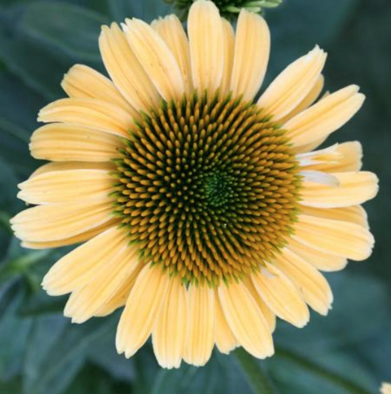 Echinacea purp. 'Mellow Yellows' v.9