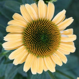 Echinacea purp. 'Mellow Yellows' v.9
