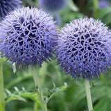 Echinops bannaticus 'Taplow Blue'  v.9