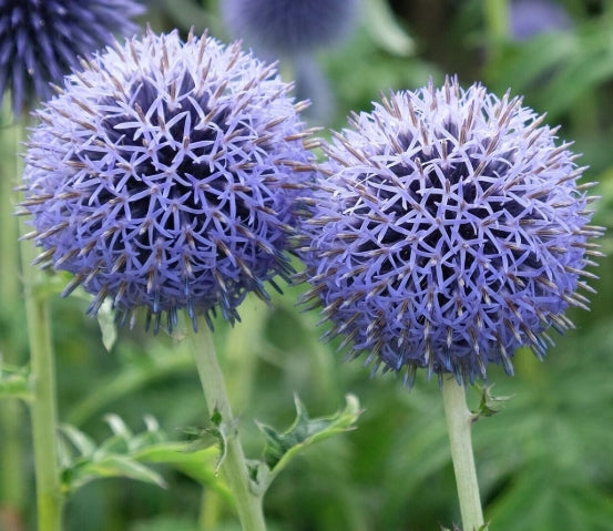 Echinops bannaticus 'Taplow Blue'  v.9