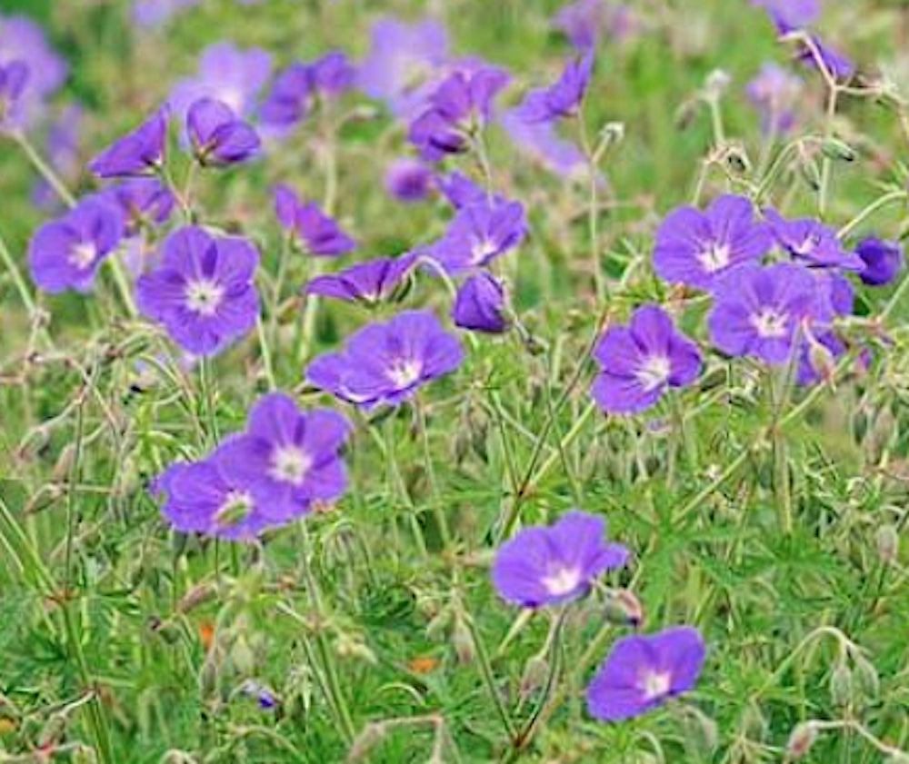 Geranium 'Brookside' v.9