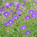 Geranium 'Brookside' v.9