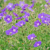 Geranium 'Brookside' v.9