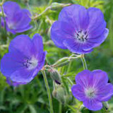 Geranium 'Brookside' v.9