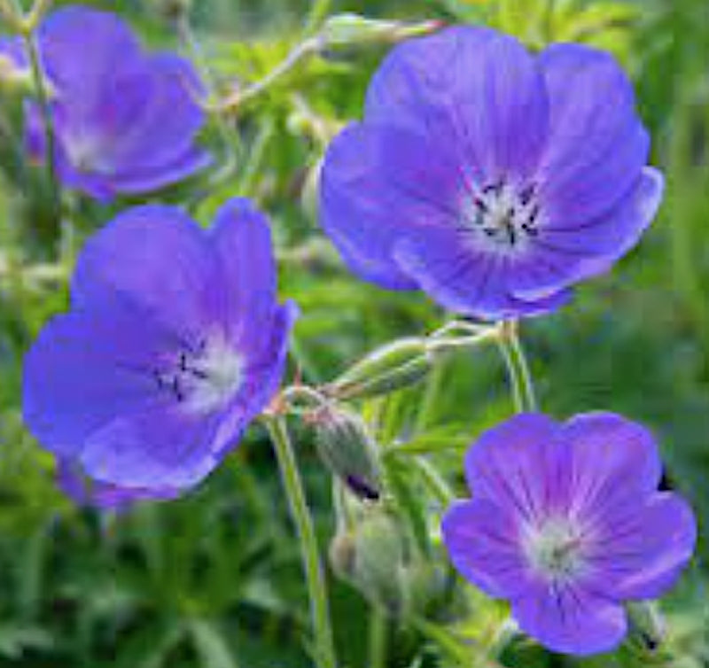 Geranium 'Brookside' v.9