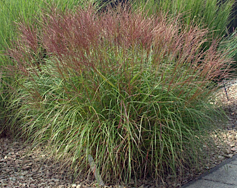Miscanthus sin. 'Kl. Silberspinne' v.9