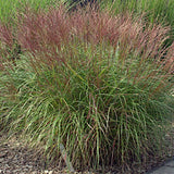 Miscanthus sin. 'Kl. Silberspinne' v.9