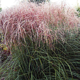 Miscanthus chinensis. 'Nippon' v.9