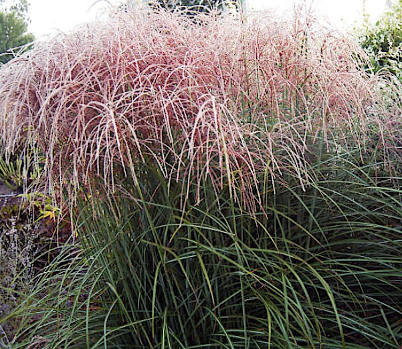 Miscanthus chinensis. 'Nippon' v.9