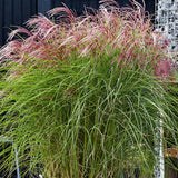Miscanthus sin. 'Red Cloud' ® v.9