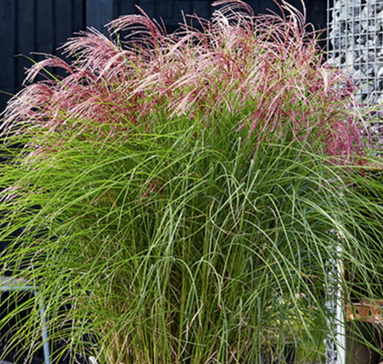 Miscanthus sin. 'Red Cloud' ® v.9