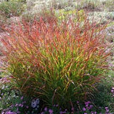Panicum virgatum "heiliger hain" v.9