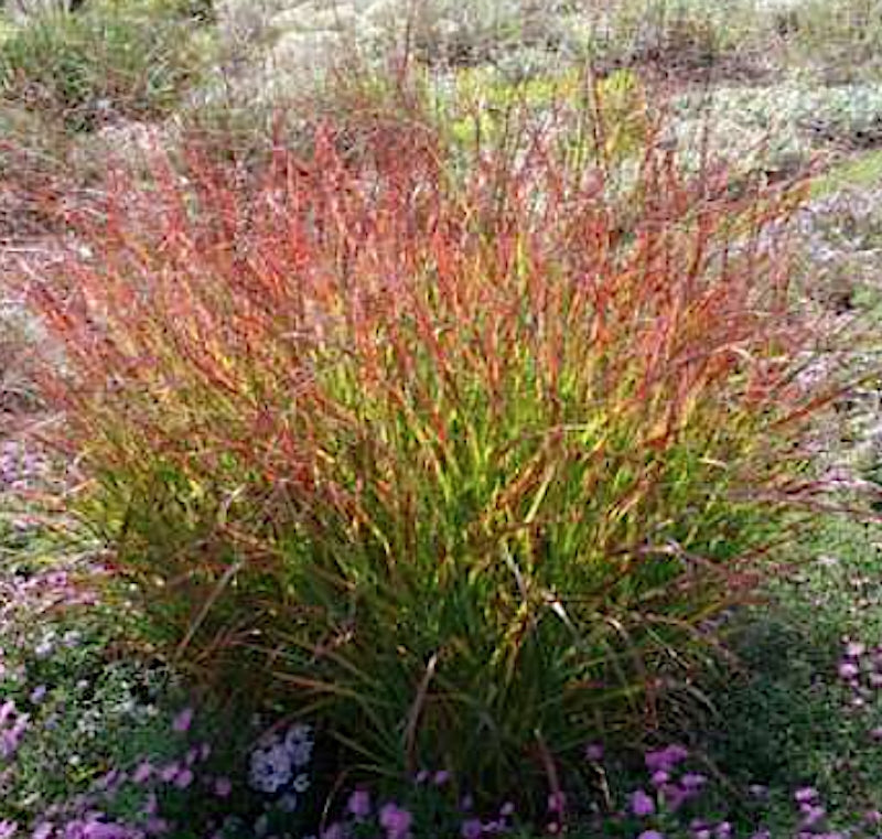 Panicum virgatum "heiliger hain" v.9
