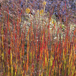 Panicum virgatum "heiliger hain" v.9