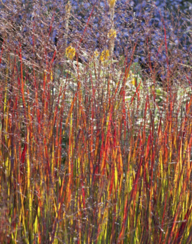 Panicum virgatum "heiliger hain" v.9