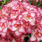 Hydrangea macrophylla 'you and me miss Saori vaso 19
