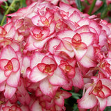 Hydrangea macrophylla 'you and me miss Saori vaso 19