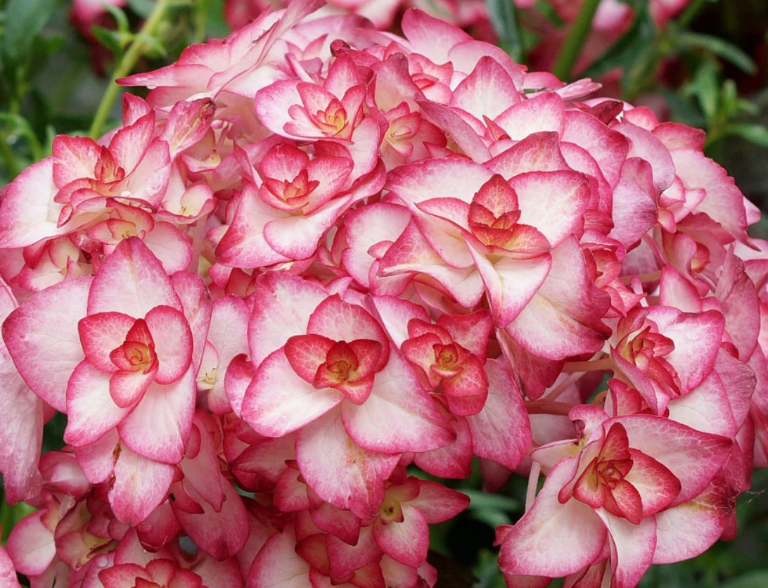 Hydrangea macrophylla 'you and me miss Saori vaso 19